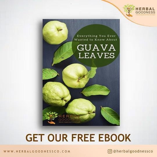 Herbal Goodness | All You Need to Know About Guava Leaves